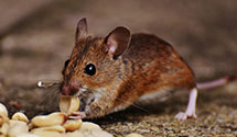 24 Hour & Emergency Exterminators in Saint Louis Park, MN